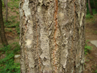 コナラの樹皮