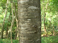 オオヤマザクラの樹皮