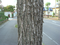 シダレヤナギの樹皮