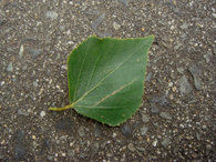 シラカバの葉