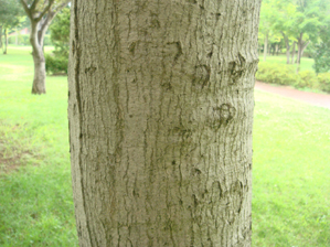 イロハモミジ樹皮