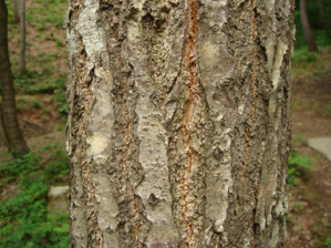 コナラ樹皮
