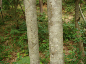 コシアブラ樹皮