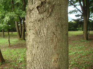 トチノキ樹皮